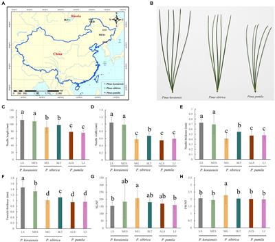 Morphological and Comparative Transcriptome Analysis of Three Species of Five-Needle Pines: Insights Into Phenotypic Evolution and Phylogeny